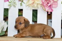 Harris, a male Dachshund for sale in Anderson, MO – 5 of 8