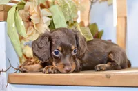 Claudine, a female Miniature Dachshund for sale in Anderson, MO – 8 of 8