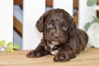 Claudia, a female Cockapoo for sale in Anderson, MO – 5 of 8