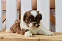 Banks, a male Shih Tzu for sale in Anderson, MO – 7 of 8