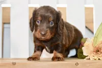 Sam, a male Miniature Dachshund for sale in Anderson, MO – 8 of 8