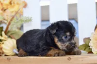 Easton, a male Silky Terrier for sale in Anderson, MO – 7 of 8