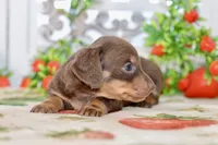 Luna, a female Miniature Dachshund for sale in Anderson, MO – 8 of 8