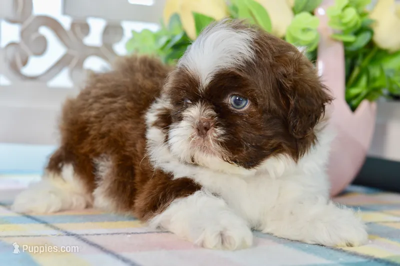 Banks – Shih Tzu puppy for sale in Anderson, MO