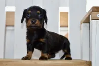 Gitty, a female Dachshund for sale in Anderson, MO – 8 of 8