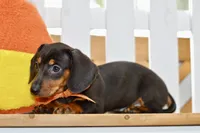 Sofie, a female Miniature Dachshund for sale in Anderson, MO – 5 of 8