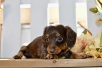 Coco, a female Miniature Dachshund for sale in Anderson, MO – 5 of 8