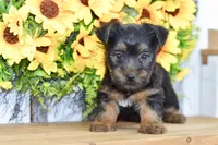 Felix, a male Silky Terrier for sale in Anderson, MO – 2 of 8