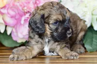 True, a male Cockapoo for sale in Anderson, MO – Photo 4 of 8