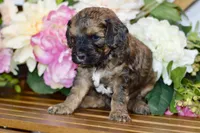 True, a male Cockapoo for sale in Anderson, MO – Photo 6 of 8