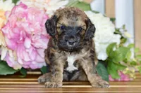 True, a male Cockapoo for sale in Anderson, MO – Photo 1 of 8