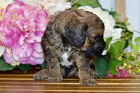 True, a male Cockapoo for sale in Anderson, MO – Photo 7 of 8