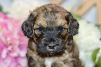 True, a male Cockapoo for sale in Anderson, MO – Photo 8 of 8