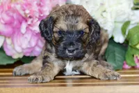 True, a male Cockapoo for sale in Anderson, MO – Photo 3 of 8