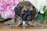 True, a male Cockapoo for sale in Anderson, MO – Photo 2 of 8