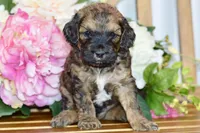 True, a male Cockapoo for sale in Anderson, MO – Photo 5 of 8