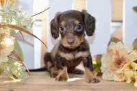 Coco, a female Miniature Dachshund for sale in Anderson, MO – 7 of 8