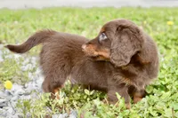Osborn, a male Miniature Dachshund for sale in Anderson, MO – 4 of 8