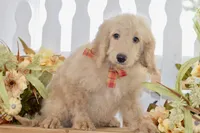 Jay, a male Miniature Goldendoodle for sale in Anderson, MO – 3 of 8