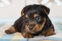Frank, a male Silky Terrier for sale in Anderson, MO – 2 of 8