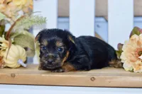 Everest, a male Silky Terrier for sale in Anderson, MO – 5 of 8