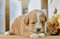 Penny, a female Shihpoo for sale in Anderson, MO – 5 of 8