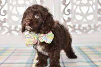 Claudia, a female Cockapoo for sale in Anderson, MO – 4 of 8