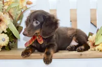 Drew, a male Miniature Dachshund for sale in Anderson, MO – 2 of 8