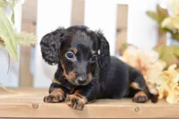 Caden, a male Miniature Dachshund for sale in Anderson, MO – 2 of 8