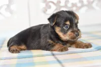 Frank, a male Silky Terrier for sale in Anderson, MO – 5 of 8