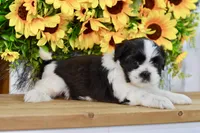 Kiara, a female Shih Tzu for sale in Anderson, MO – 6 of 8