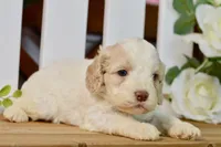 Cora, a female Cockapoo for sale in Anderson, MO – 6 of 8