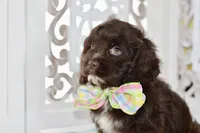Claudia, a female Cockapoo for sale in Anderson, MO – 8 of 8