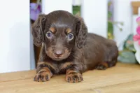 Harper, a female Dachshund for sale in Anderson, MO – 6 of 8