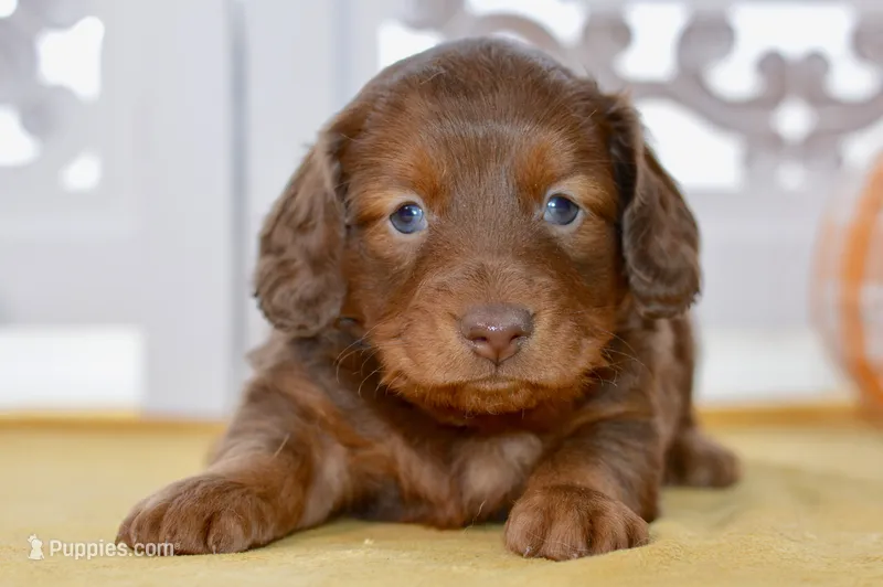 Thor – Dachshund puppy for sale in Anderson, MO