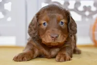 Thor, a male Dachshund for sale in Anderson, MO – 1 of 8