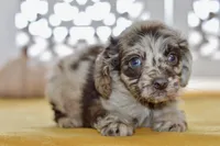 Thea, a female Cockapoo for sale in Anderson, MO – 6 of 8