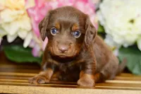 Nellie, a female Miniature Dachshund for sale in Anderson, MO – Photo 1 of 8