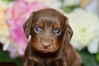 Nellie, a female Miniature Dachshund for sale in Anderson, MO – Photo 8 of 8