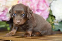 Nellie, a female Miniature Dachshund for sale in Anderson, MO – Photo 4 of 8
