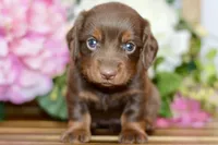 Nellie, a female Miniature Dachshund for sale in Anderson, MO – Photo 6 of 8