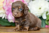 Nellie, a female Miniature Dachshund for sale in Anderson, MO – Photo 5 of 8