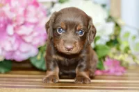 Nellie, a female Miniature Dachshund for sale in Anderson, MO – Photo 7 of 8