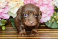 Nellie, a female Miniature Dachshund for sale in Anderson, MO – Photo 2 of 8