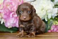 Nellie, a female Miniature Dachshund for sale in Anderson, MO – Photo 3 of 8