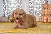 Jayce, a male Miniature Goldendoodle for sale in Anderson, MO – 2 of 8