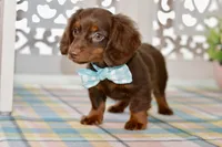 Nellie, a female Miniature Dachshund for sale in Anderson, MO – 4 of 8