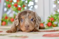Lilla, a female Miniature Dachshund for sale in Anderson, MO – 2 of 8