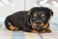 Fern, a female Silky Terrier for sale in Anderson, MO – 5 of 8