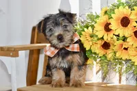 Felix, a male Silky Terrier for sale in Anderson, MO – 6 of 8